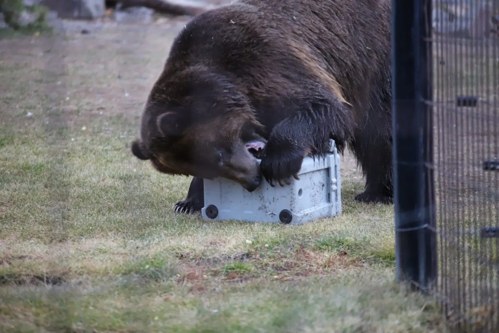 Bear attacking Truck Gear Line-X Expedition Cooler